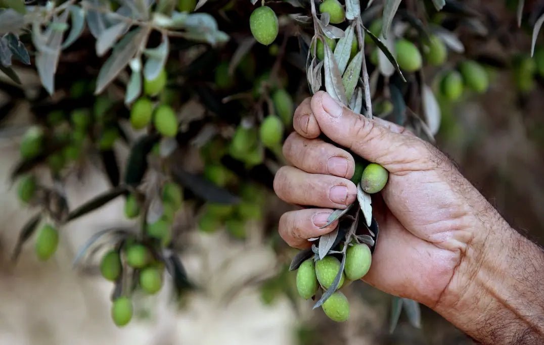 Palestinian Extra Virgin Olive Oil - Cold Pressed in Nablus