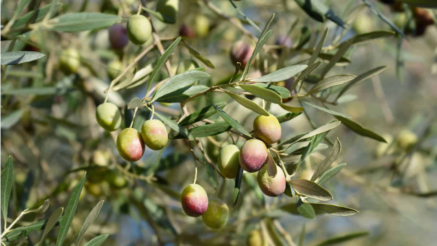 Palestinian Olives Hanging from a Tree, fresh and Ripe for Picking