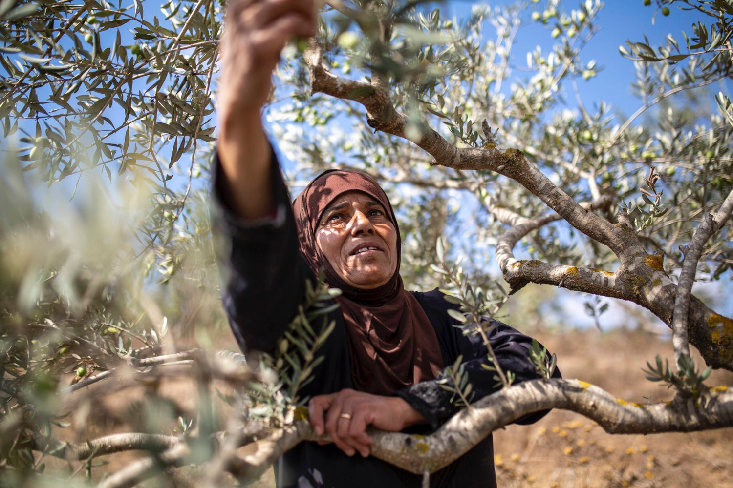 Palestinian Farmer Woman Picking Ripe Olives During Harvest Season