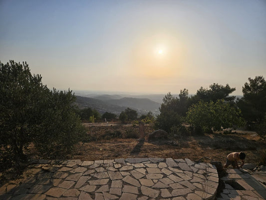 Our family's olive land in Bethlehem