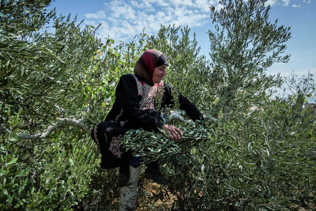 Palestinian Olive Oil: A Symbol of Palestinian Culture and Heritage - Palbox