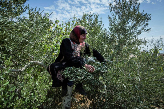 Palestinian Olive Oil: A Symbol of Palestinian Culture and Heritage - Palbox