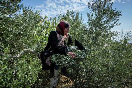 Palestinian Olive Oil: A Symbol of Palestinian Culture and Heritage