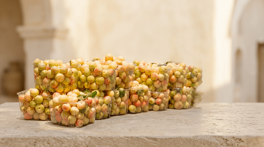 Apricot season in Palestine