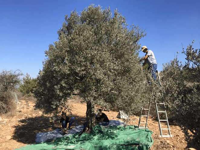 Family members harvesting olives by hand, with nets spread beneath an olive tree