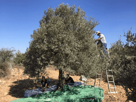 Family members harvesting olives by hand, with nets spread beneath an olive tree