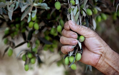 Palestinian Extra Virgin Olive Oil - Cold Pressed in Nablus