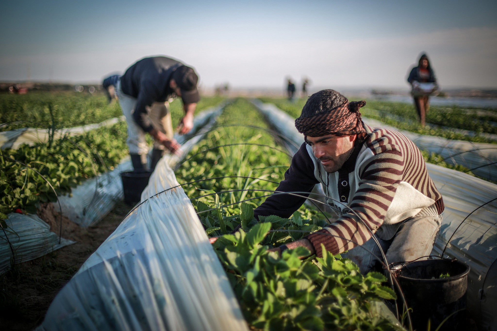 Group of Palestinian Farmers Picking Plants