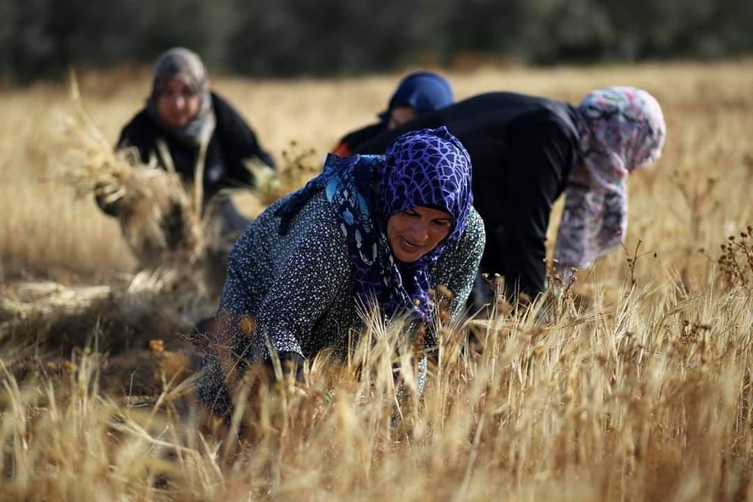 Group of Palestinian Women Farmers in the Field Picking Wheat from the ground