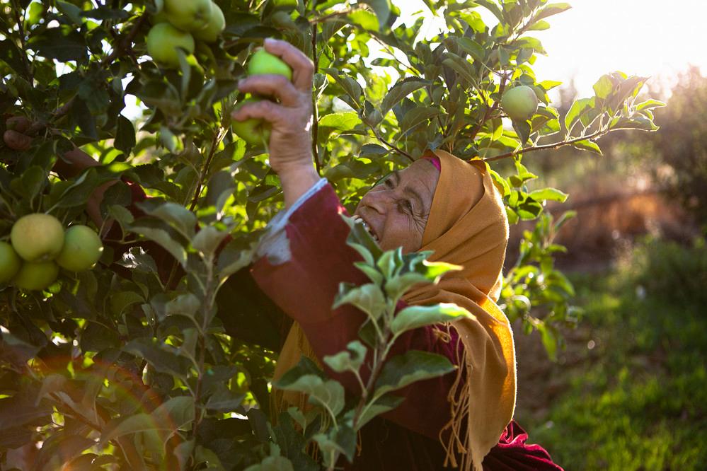 Palestinian Farmer Woman Picking Fresh & Delicious Green Aples 