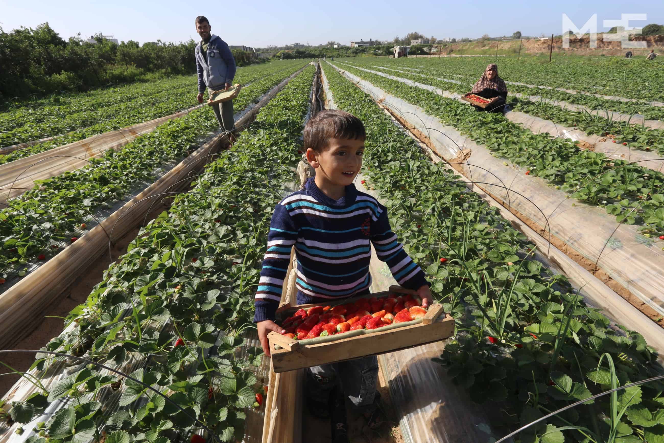 Palestinian Child Farmer Holding Fresh Red Peppers with Family in the Background Smiling